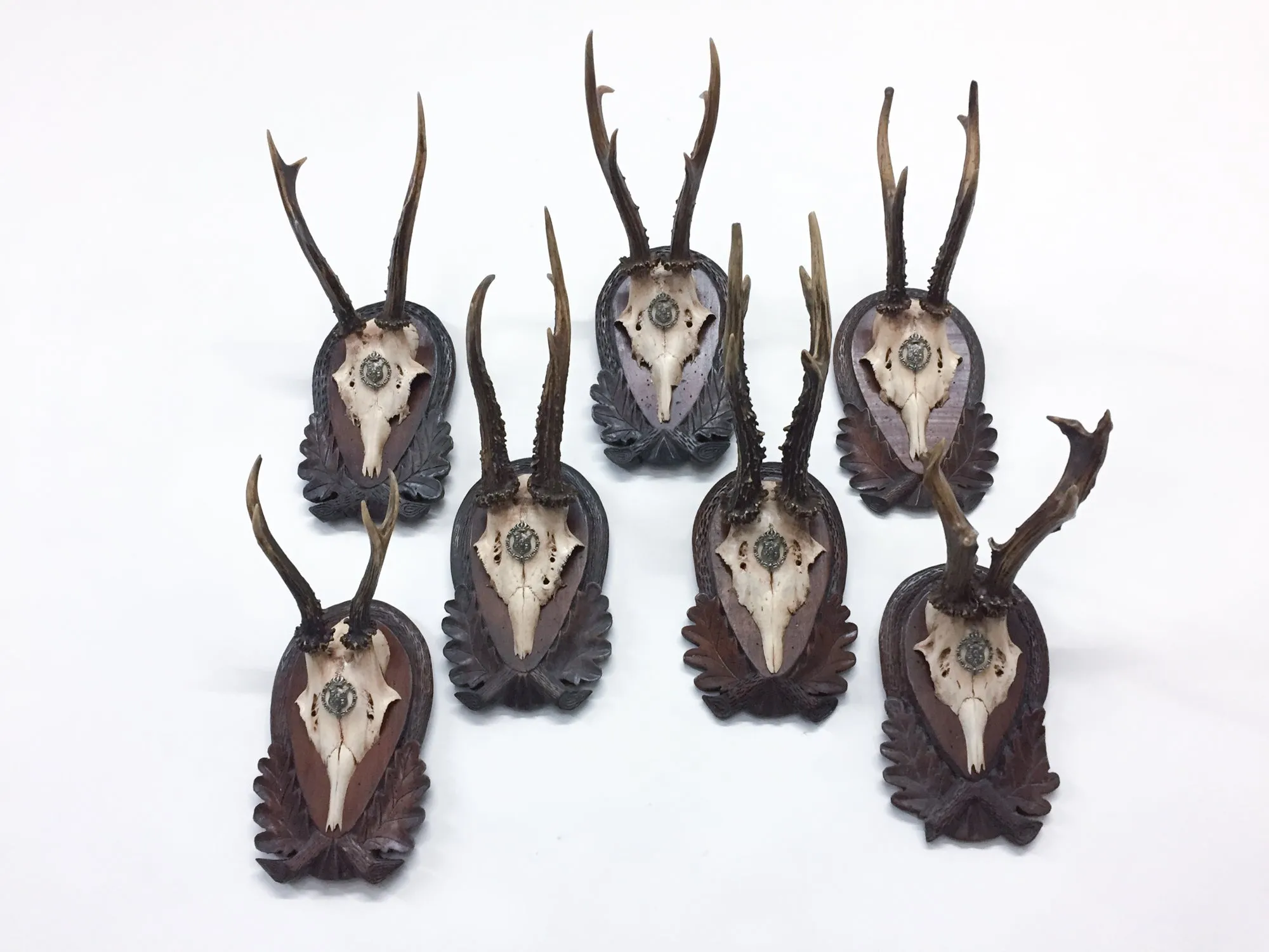 Early 19th Century Habsburg Roe Trophies on Hand Carved Black Forest Plaques