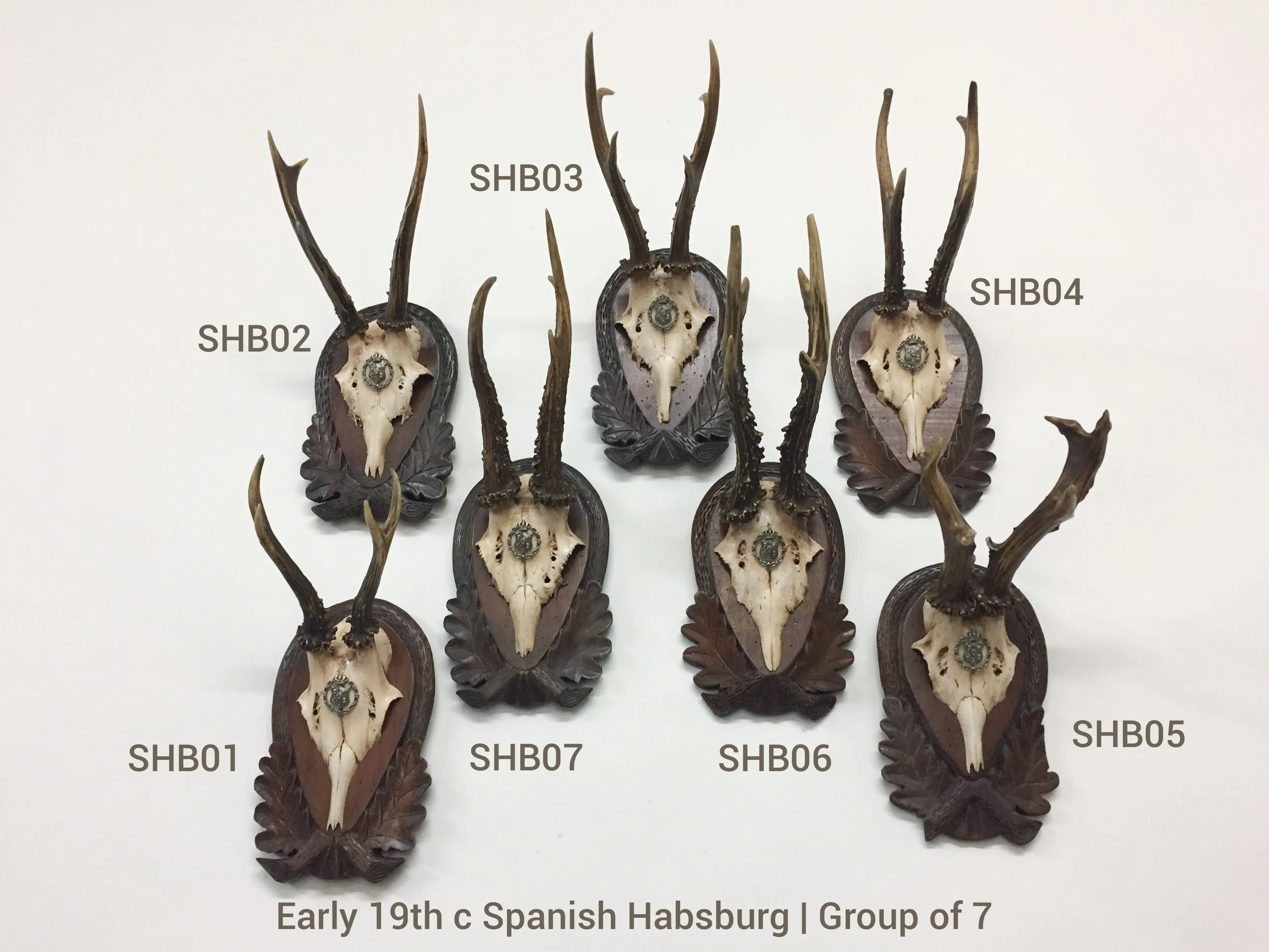 Early 19th Century Habsburg Roe Trophies on Hand Carved Black Forest Plaques