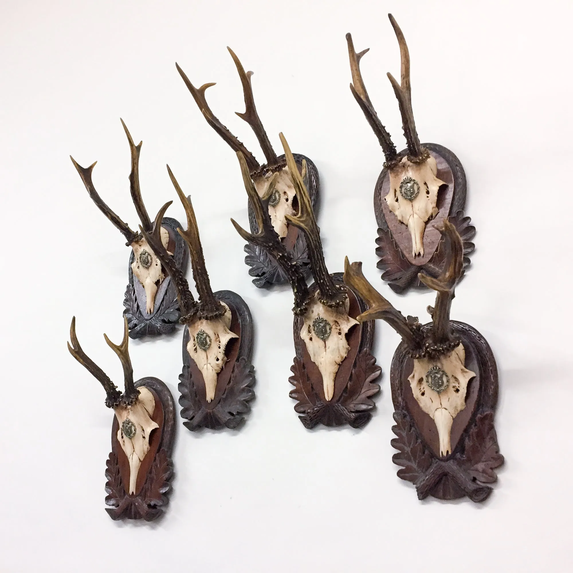 Early 19th Century Habsburg Roe Trophies on Hand Carved Black Forest Plaques
