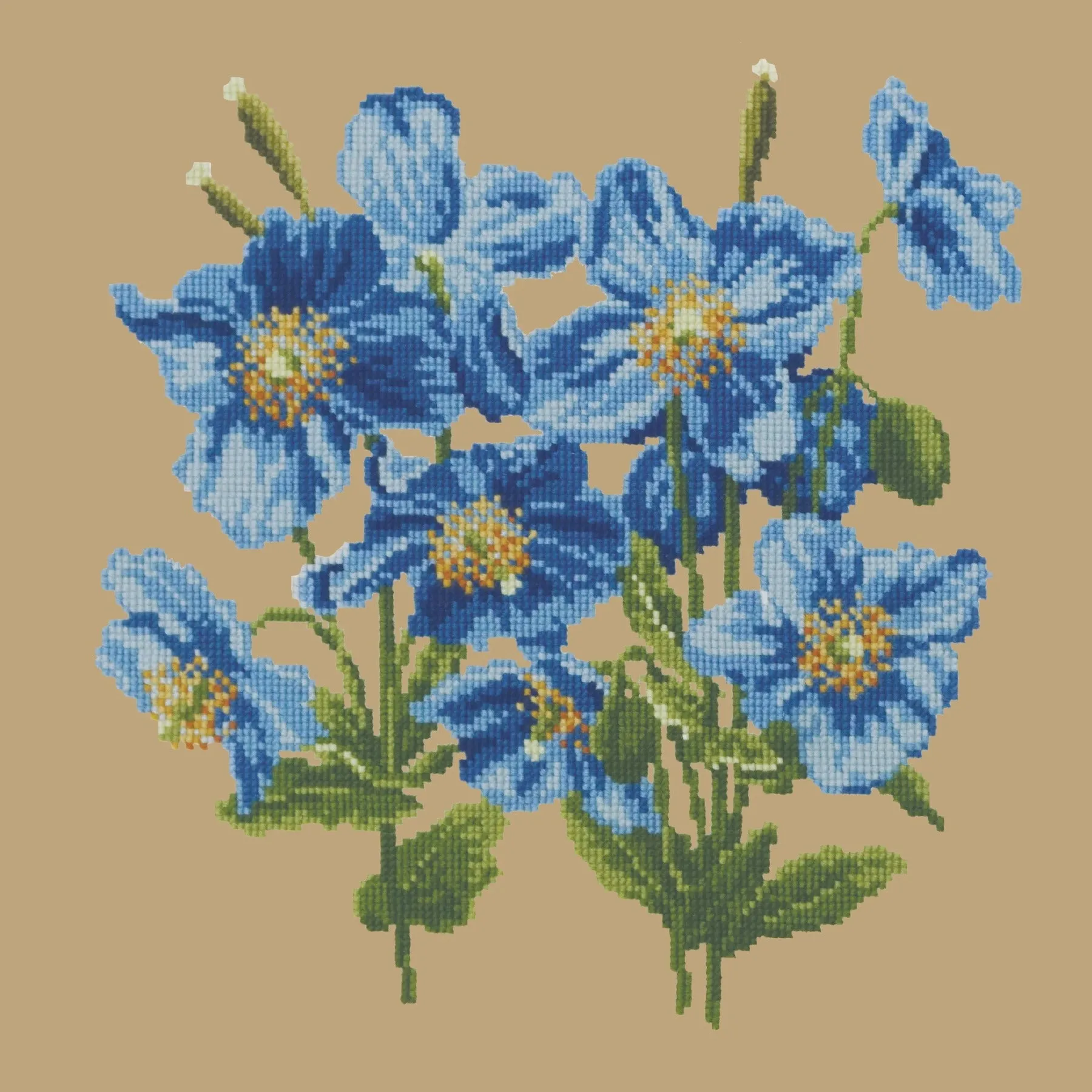 Himalayan Poppy