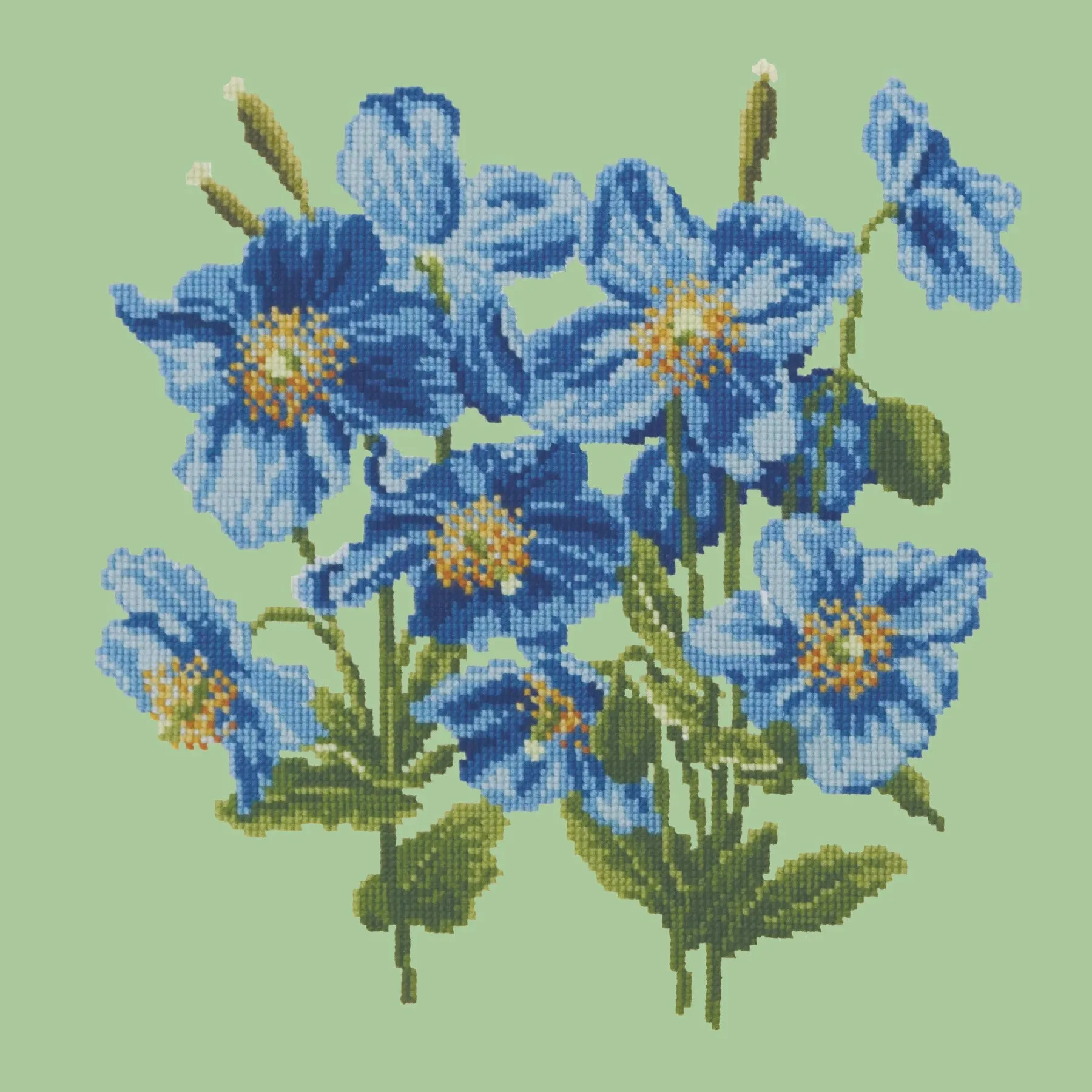 Himalayan Poppy