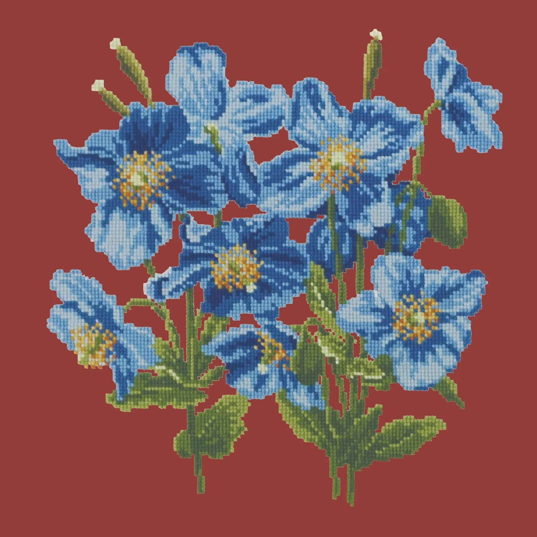 Himalayan Poppy