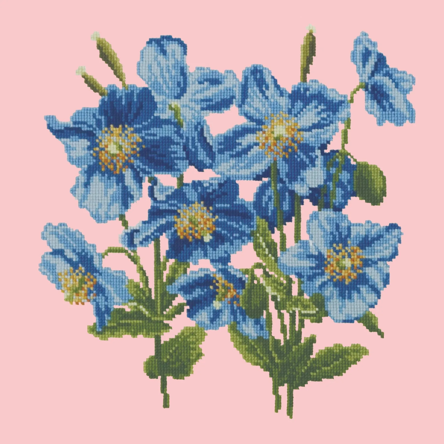Himalayan Poppy