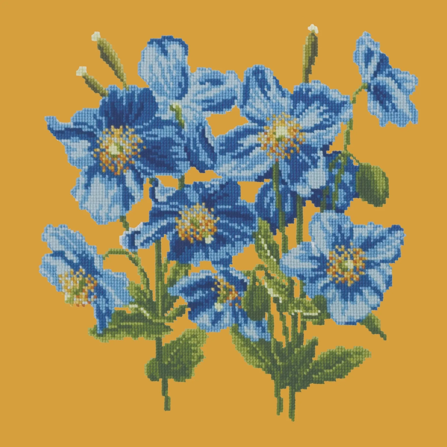 Himalayan Poppy