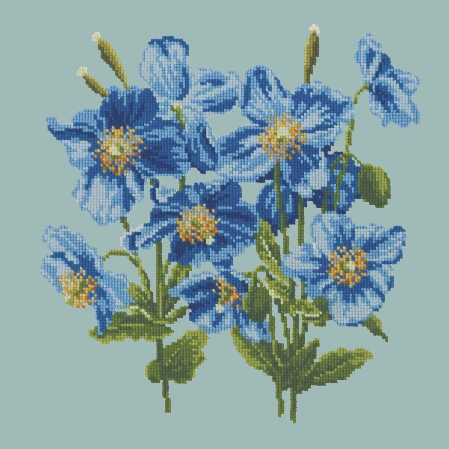 Himalayan Poppy