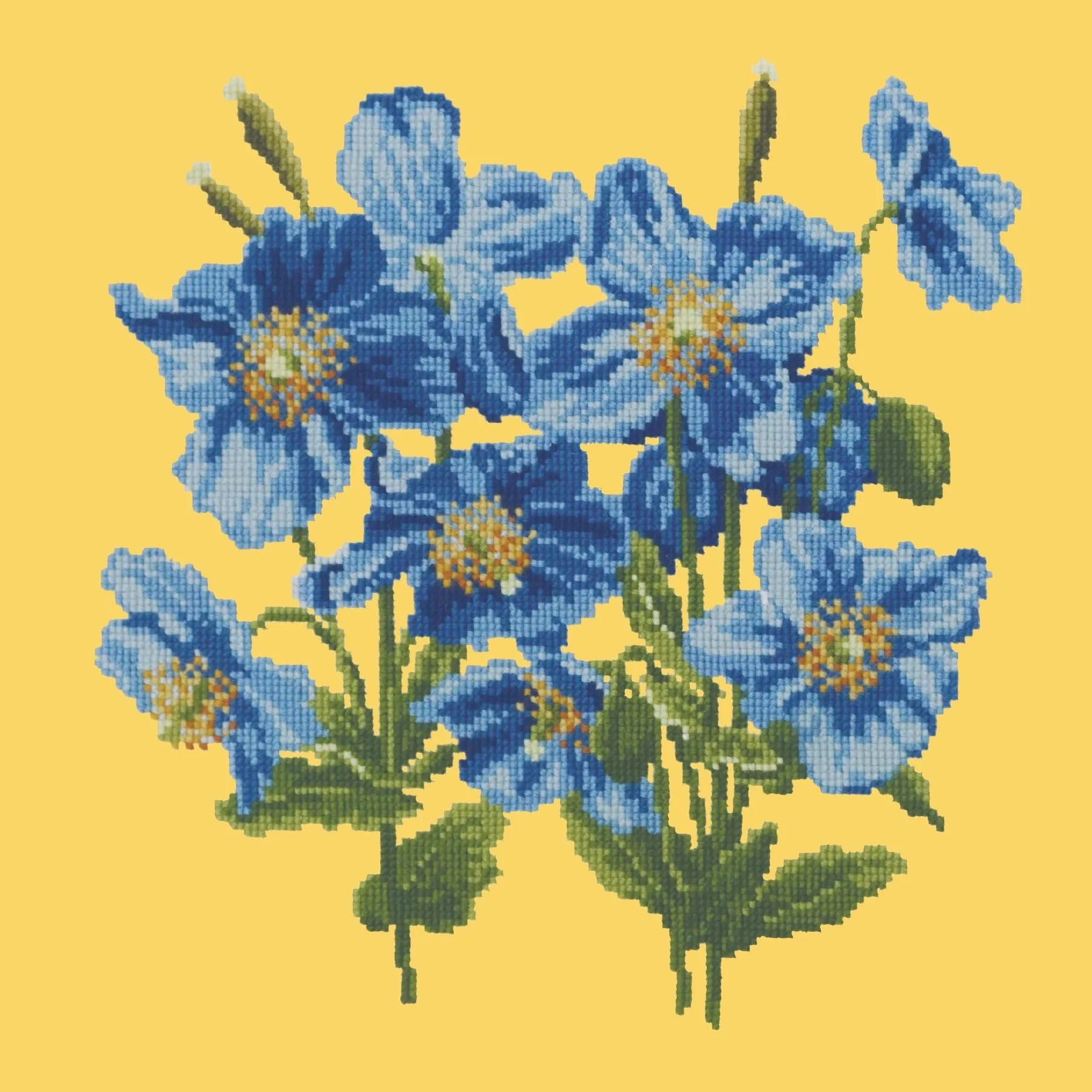 Himalayan Poppy