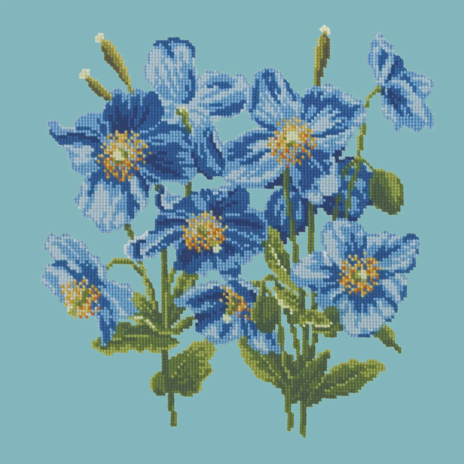 Himalayan Poppy