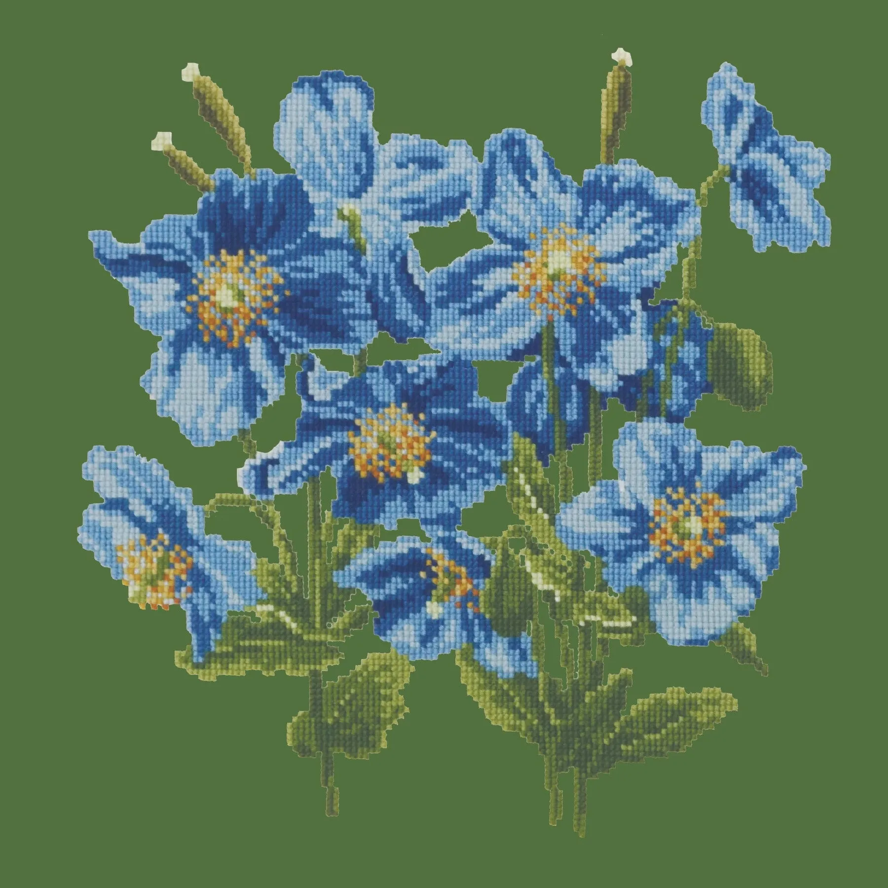 Himalayan Poppy