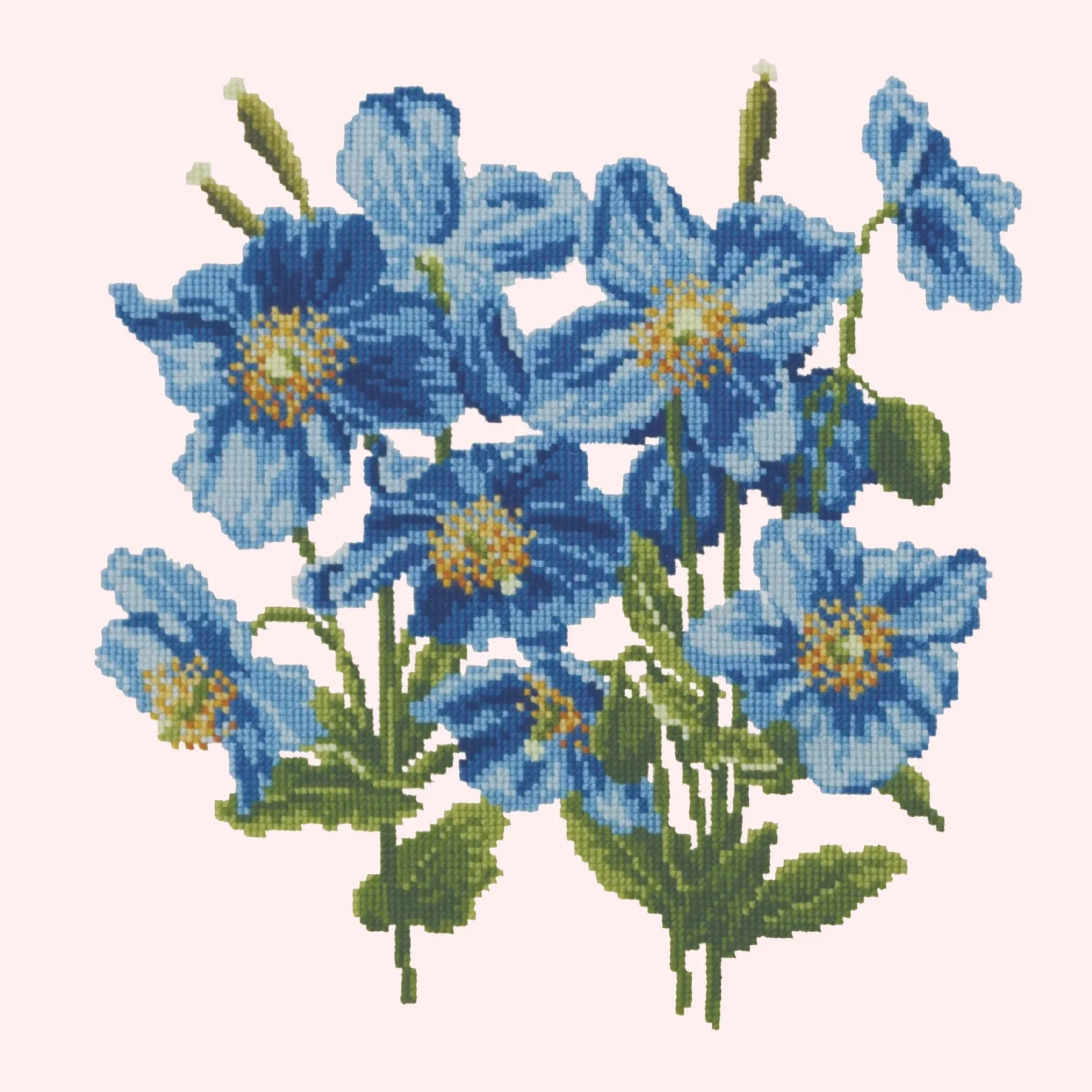 Himalayan Poppy