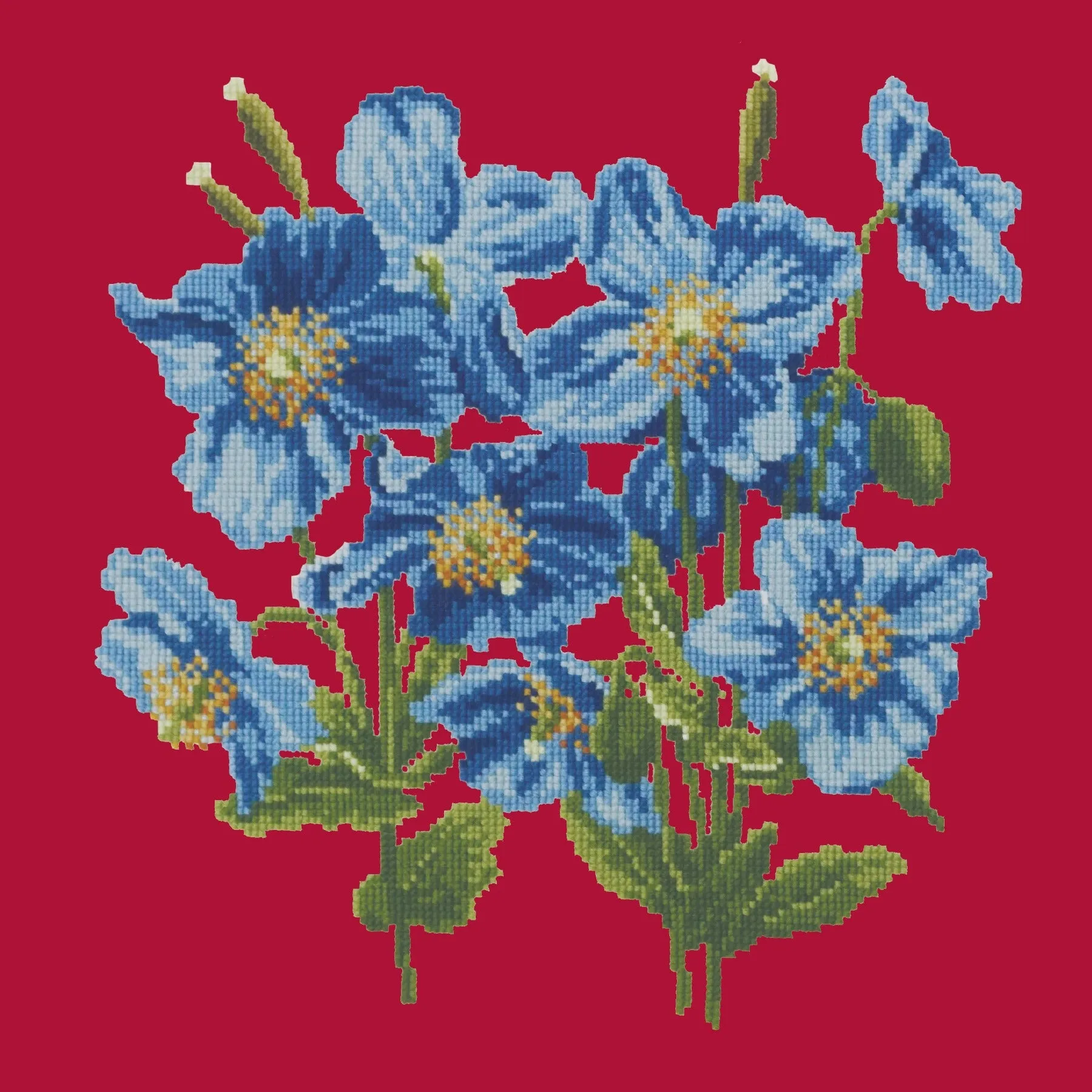 Himalayan Poppy