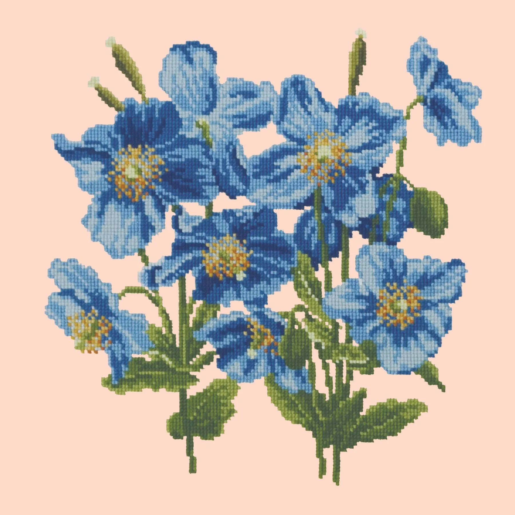 Himalayan Poppy