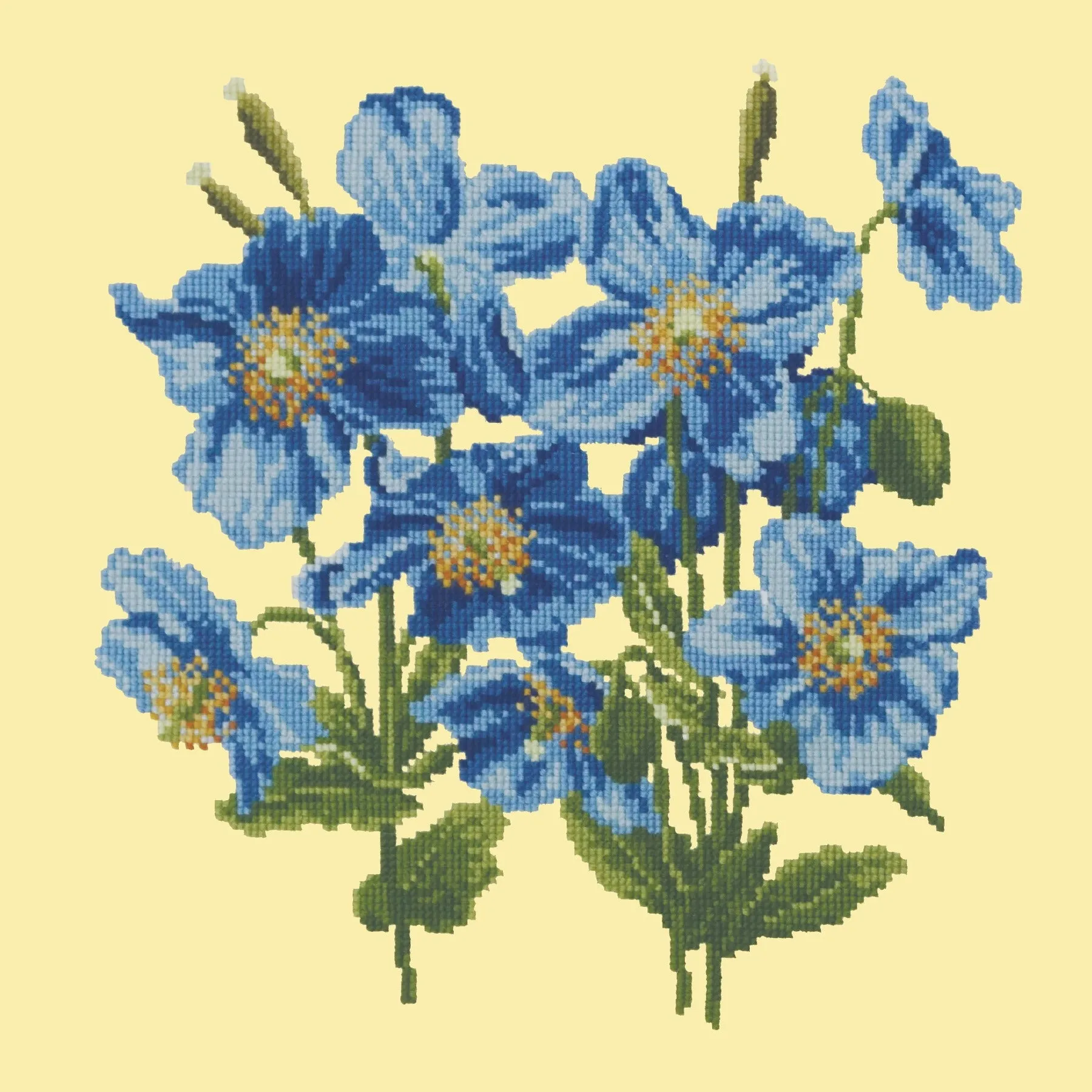 Himalayan Poppy