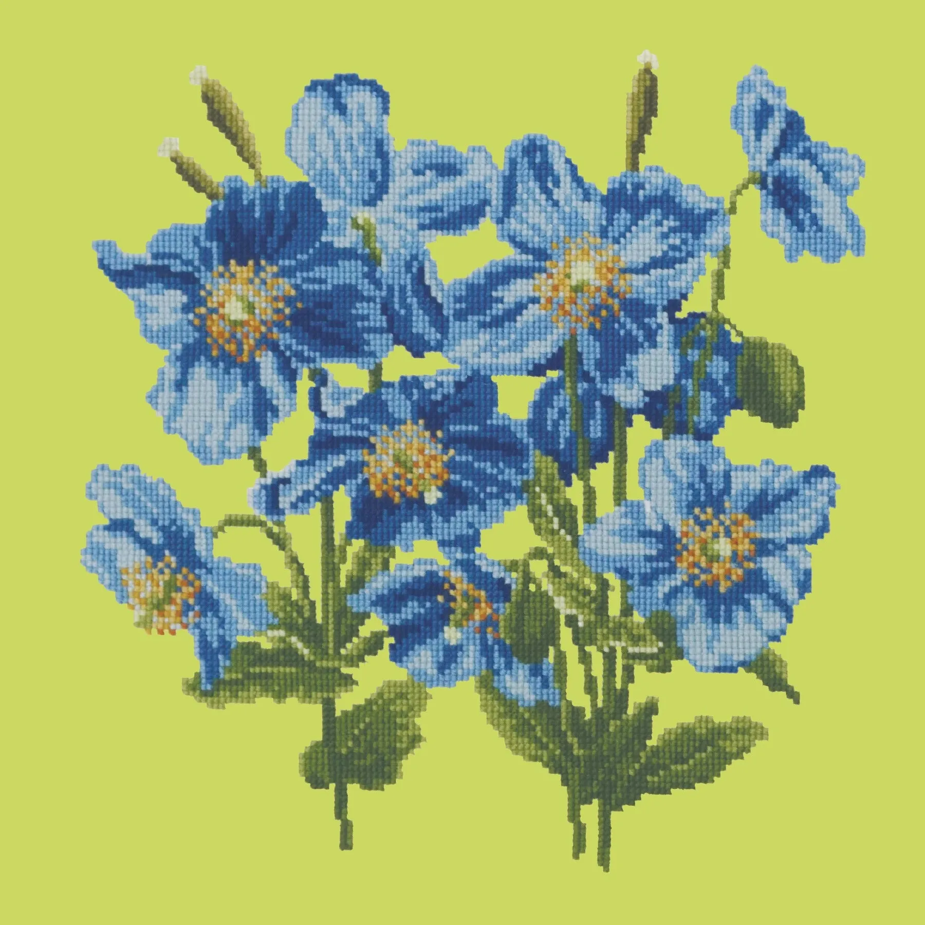 Himalayan Poppy