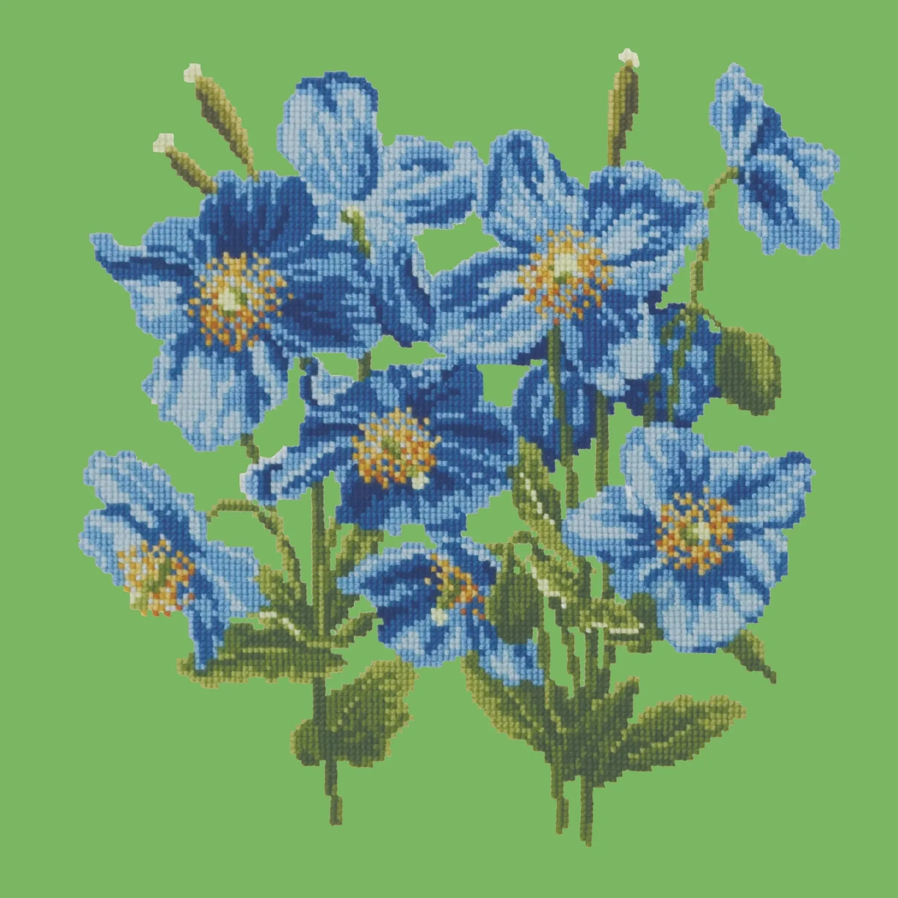 Himalayan Poppy
