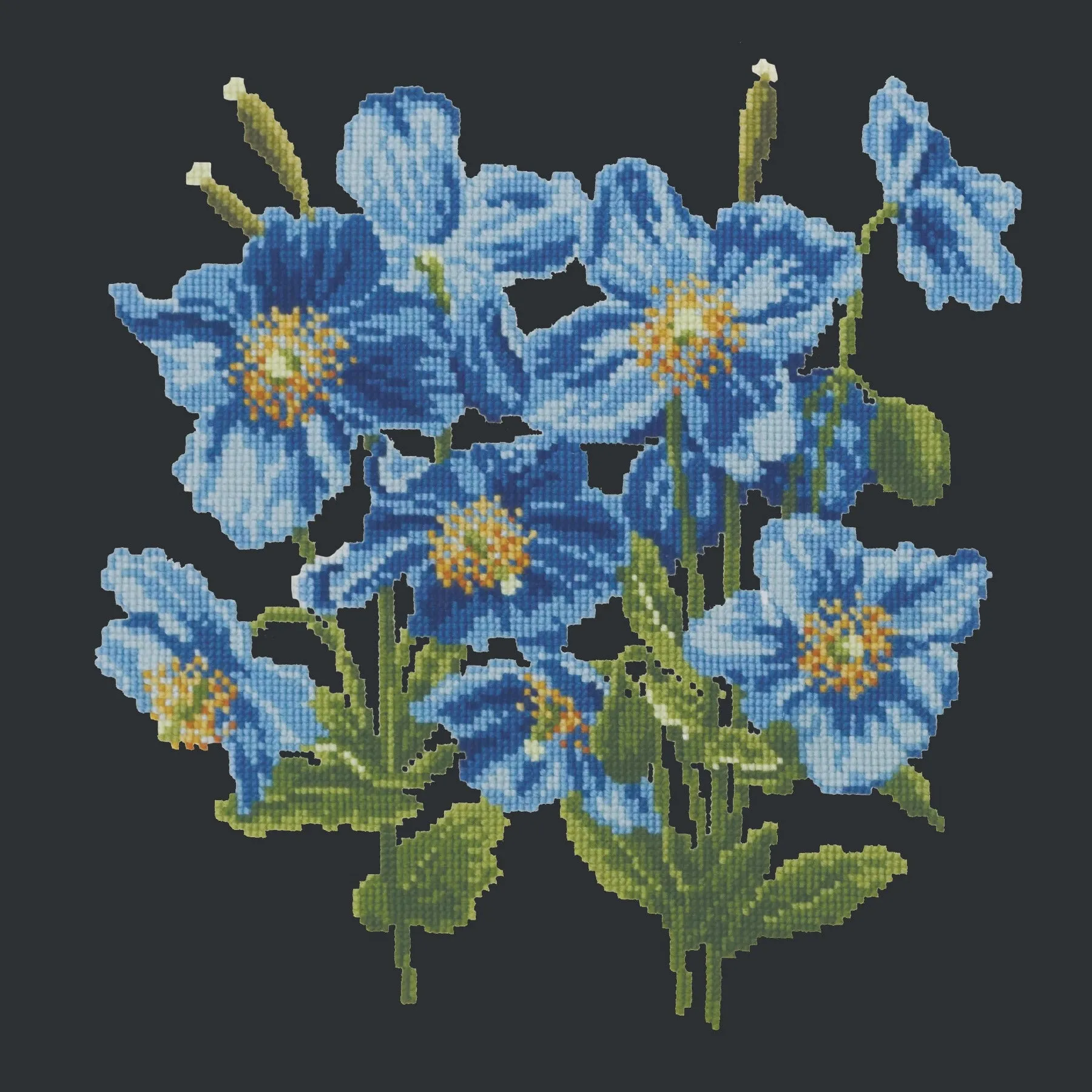 Himalayan Poppy